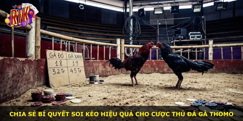 Chia sẻ bí quyết soi kèo hiệu quả cho cược thủ đá gà Thomo