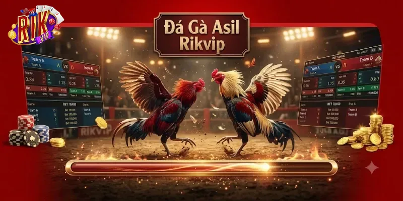 Đá Gà Asil Rikvip Đấu Hấp Dẫn, Cược Liền Tay Nhận Thưởng Cực Đã