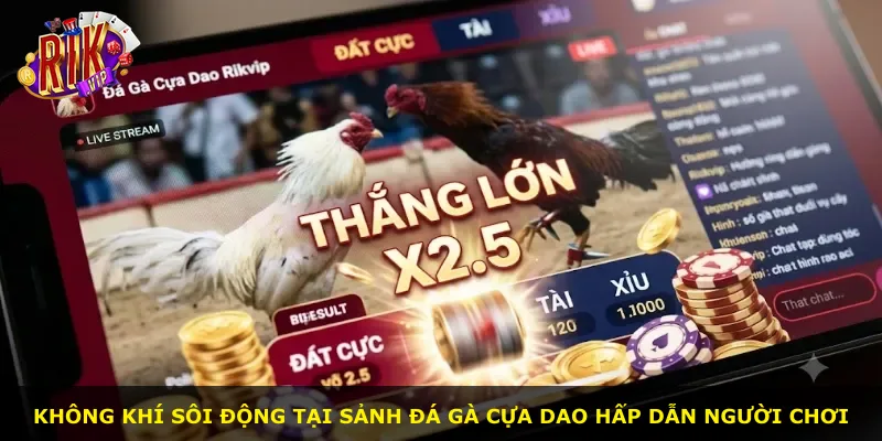 Không khí sôi động tại sảnh đá gà cựa dao hấp dẫn người chơi