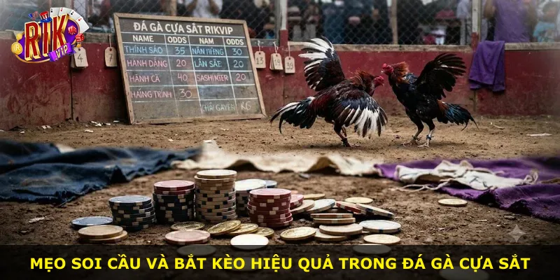 Mẹo soi cầu và bắt kèo hiệu quả trong đá gà cựa sắt
