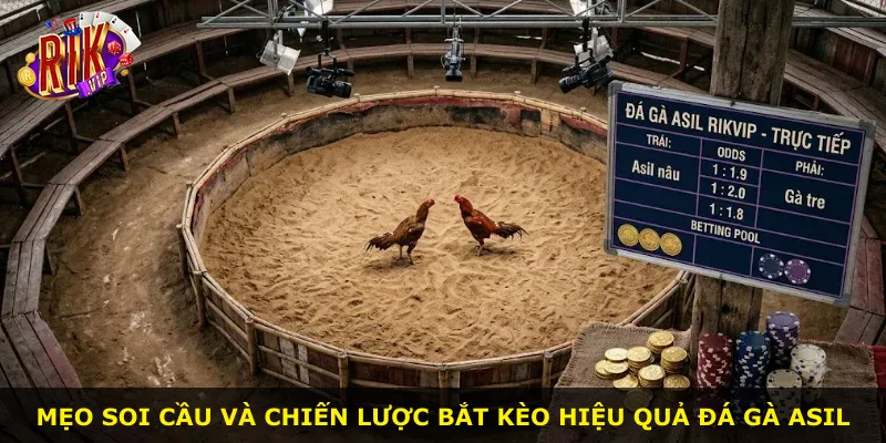 Mẹo soi cầu và chiến lược bắt kèo hiệu quả đá gà Asil