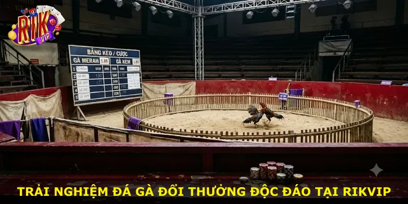 Trải nghiệm đá gà đổi thưởng độc đáo tại Rikvip