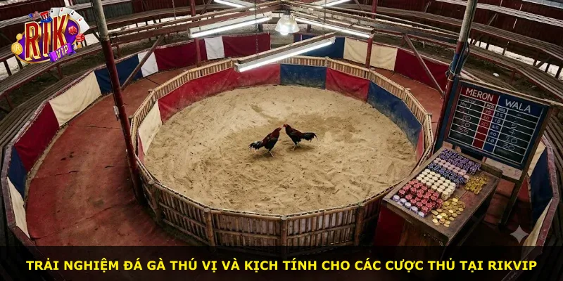 Trải nghiệm đá gà thú vị và kịch tính cho các cược thủ tại Rikvip