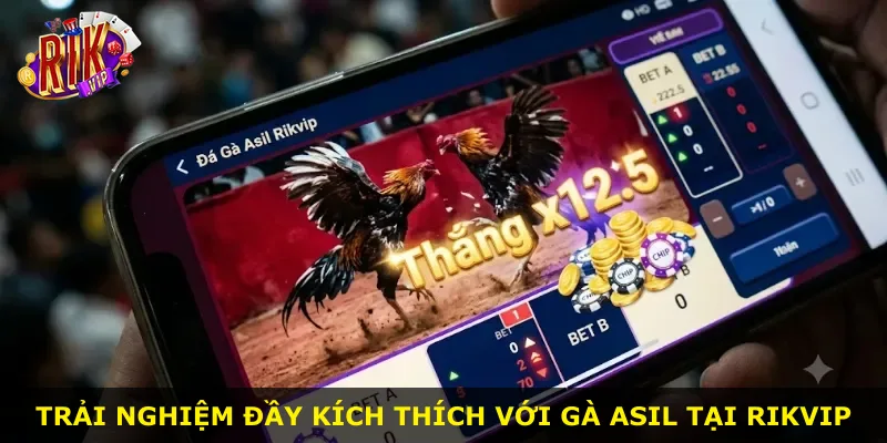 Trải nghiệm đầy kích thích với gà Asil tại Rikvip