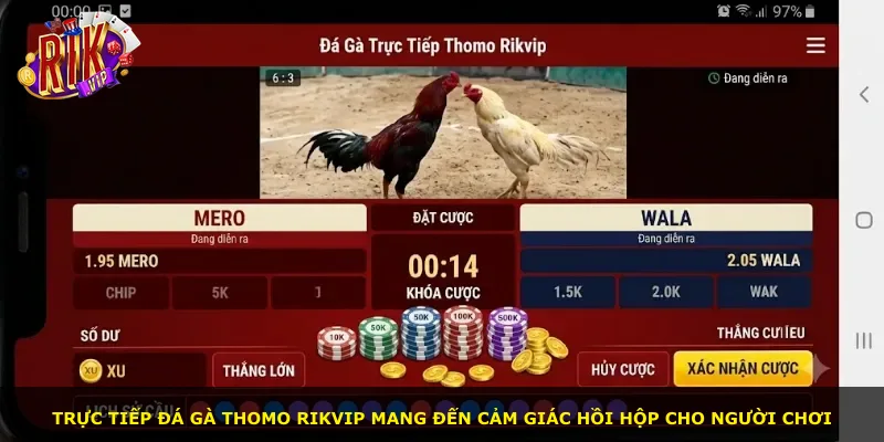 Trực tiếp đá gà Thomo Rikvip mang đến cảm giác hồi hộp cho người chơi